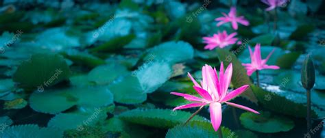 Premium Photo | Beautiful pink lotus flower in pondpink lotus flower background lily floating on ...