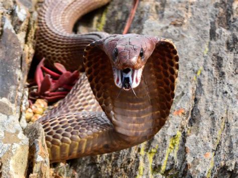 South African Pilot Faces Horrifying ‘Snakes On A Plane’ Moment With Cobra In Cockpit