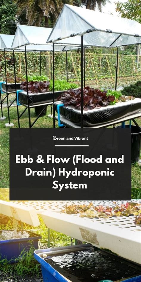 Ebb & Flow (Flood and Drain) Hydroponic System - Trees.com | Hydroponics system, Hydroponics ...