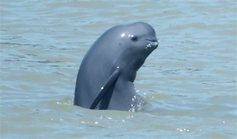 Ten Finless Porpoises Appear in Yangtze----Institute of Hydrobiology ...