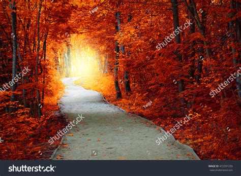 Fantastic Autumn Forest Path Magical Light Stock Photo 472391239 - Shutterstock