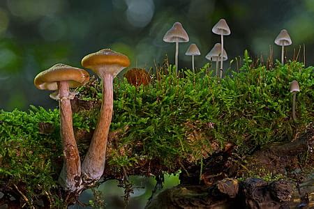 Royalty-Free photo: Stack of mushrooms | PickPik