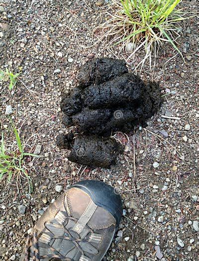 Black bear poop stock photo. Image of pile, poop, gravel - 72838918