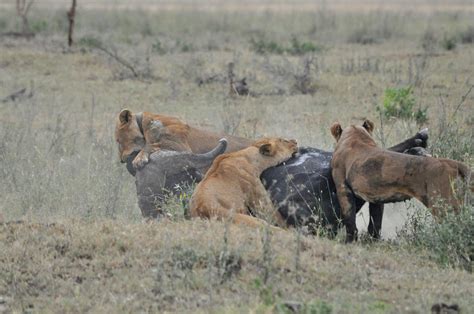 Animals Zoo Park: Lion Hunting Buffalo, Lions Hunting Buffalo Video Shoot Pics and Pictures ...