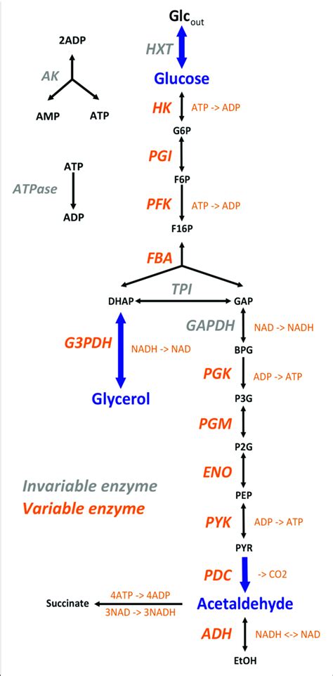 | The simplified yeast glycolysis/fermentation network. Variable... | Download Scientific Diagram