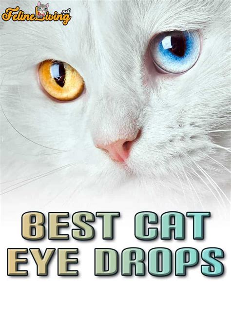 5 Best Cat Eye Drops In October 2024: Buying Guide And Reviews