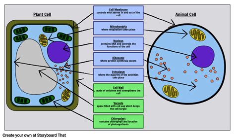 Plant And Animal Cell Diagram Without Labels