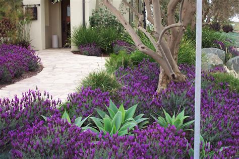 San Diego Landscape Design-Build & Landscape Maintenance | Torrey Pin… | Drought tolerant garden ...