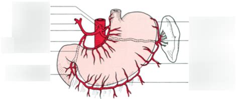 Blood supply to the stomach Diagram | Quizlet