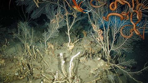 Education: Themes: Cold Seeps: Related Expeditions: NOAA Ocean Exploration