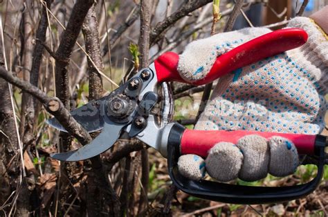 Pruning In The Orchard: Which Branches Should Be Removed Immediately (Part 2) - Best Landscape Ideas