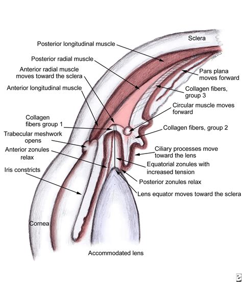 Ocular Anatomy - The Ciliary Body | Body anatomy, Anatomy, Ciliary muscle