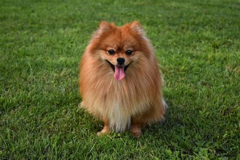 German spitz: Dog breed characteristics & care