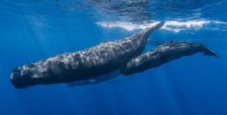 Facts about Whales | Well Known Places