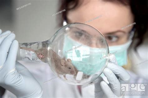 Germany, Research laboratory, Young scientist watching mouse in round ...