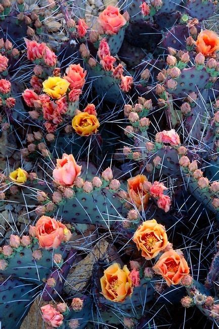 Arizona cactus garden – Artofit