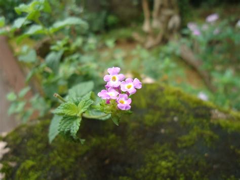 Small Flower | Small Flower | Ranjith Siji | Flickr
