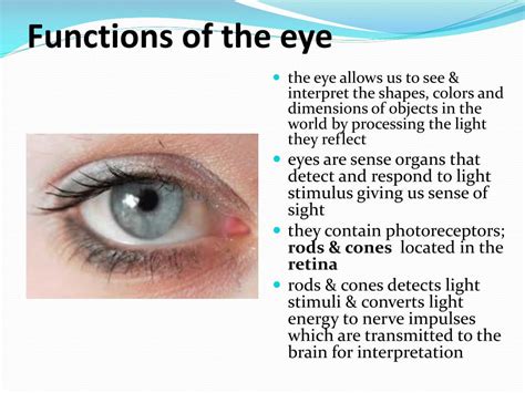 PPT - The Eye: Structure & Function PowerPoint Presentation, free download - ID:2843397