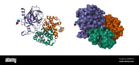 Haptoglobin haemoglobin hi-res stock photography and images - Alamy