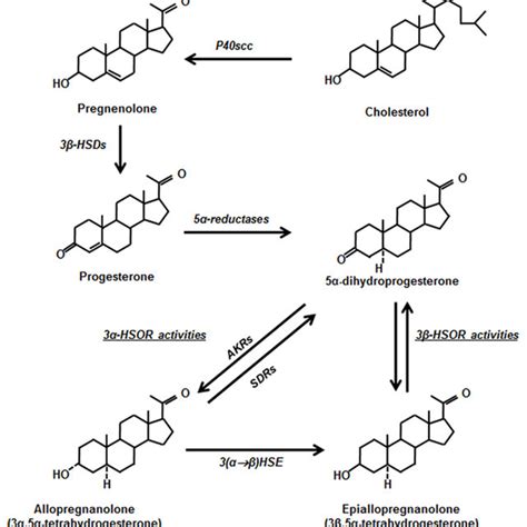 (PDF) Progesterone Synthesis in the Nervous System: Implications for ...