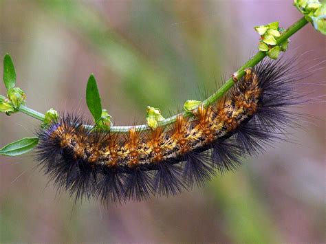 Acrea Moth – Caterpillar – DFW Urban Wildlife