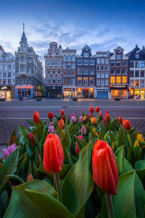 Tulips in Amsterdam : Amsterdam