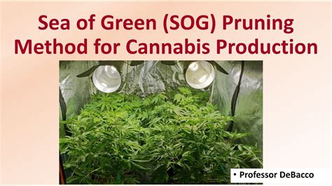 Sea of Green SOG Pruning Method for Cannabis Production - YouTube