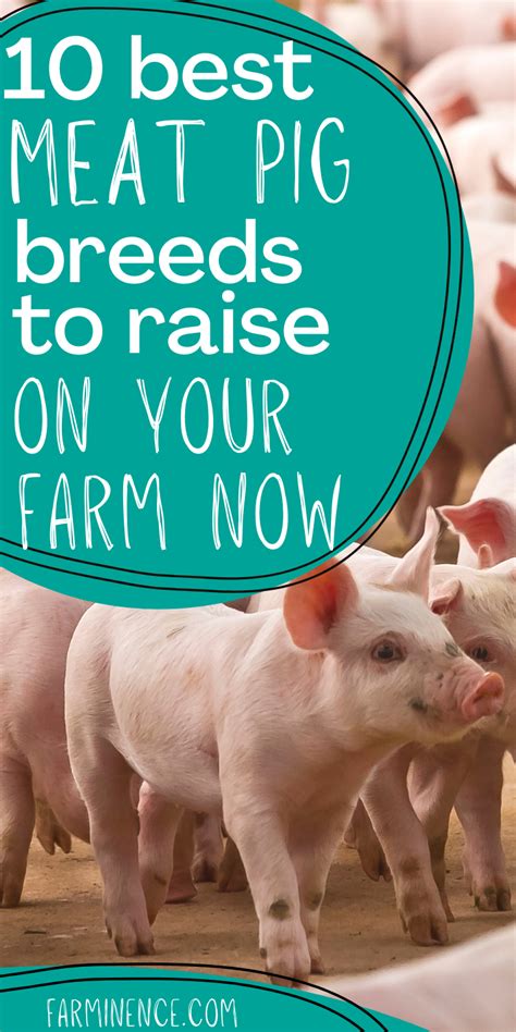 Best Pig Breed for Meat: A Guide to Raising Pigs for Meat