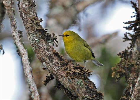 Time is running out: Maui’s forest birds will go extinct without action ...