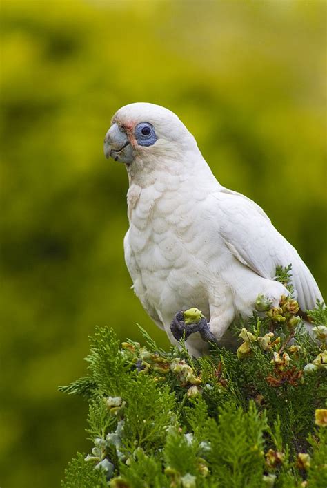 Cheeky Corella | Australian native animals, Corella, Australian birds