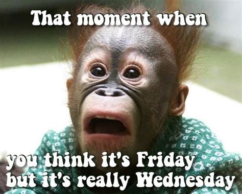 Wacky Wednesday! #lol #wednesday #wackywednesday #yougotthis | Funny animal faces, Monkeys funny ...