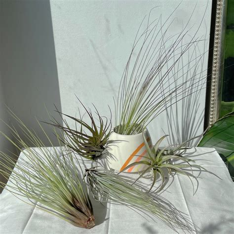 Air Plants (Tillandsia) – In Bloom Flower Shop