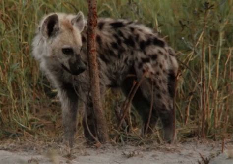 Laughing Hyena Animated Gif