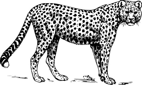 Free Cheetah Clipart Black And White, Download Free Cheetah Clipart Black And White png images ...