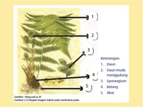 Reproduksi Tumbuhan Paku dan Lumut - IPA MTs