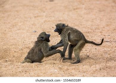 656 Baboon Fight Images, Stock Photos & Vectors | Shutterstock