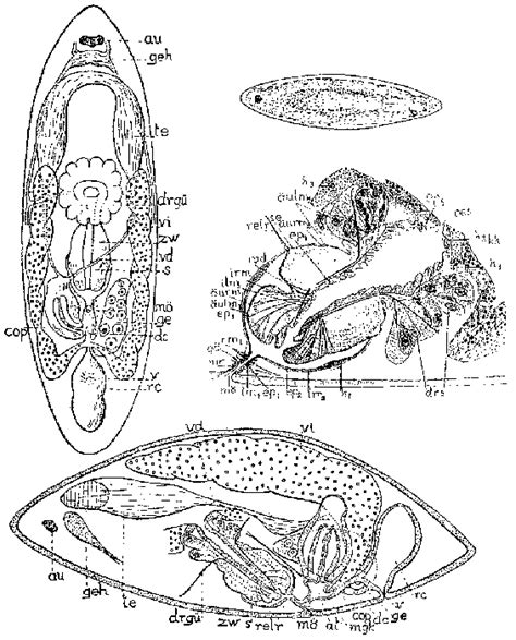 WoRMS - World Register of Marine Species