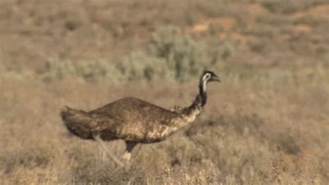 Emu Bird Running and Fleeing Across Dese... | Stock Video | Pond5