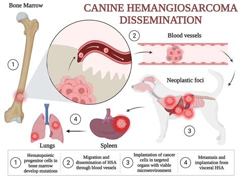 Understanding Hemangiosarcoma: Causes, Symptoms, and Treatment Options ...