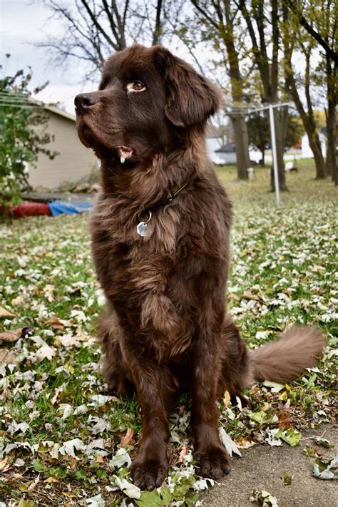 Newfoundland | Newfoundland, Newfoundland puppies, Labrador retriever