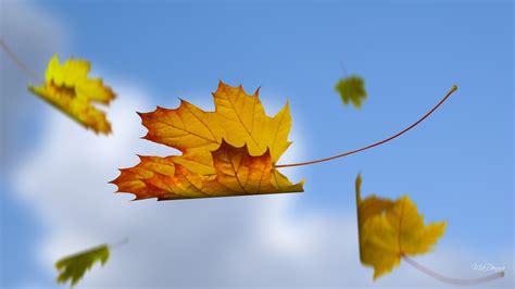 Blue Sky Falling Leaves HD desktop wallpaper : Widescreen : High Definition : Fullscreen