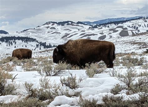 Yellowstone In Winter: 11 Top Things To Know And Do!