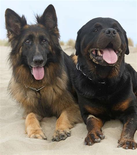 Rottweiler vs German Shepherd - The Happy Puppy Site