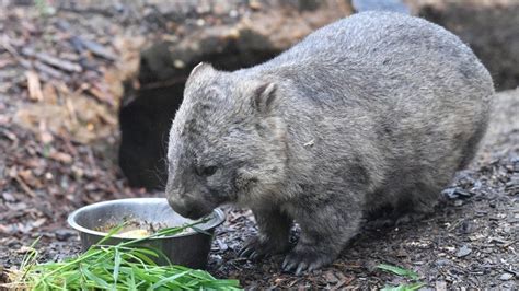 Wombat poop: Scientists reveal mystery behind cube-shaped droppings ...