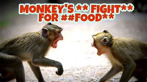 Monkey's Fight for food##baby monkey's gang - YouTube