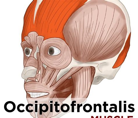 Occipitofrontalis muscle: making you surprised and confused ...