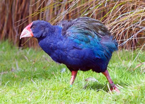 What is Takahe, the Extinct Prehistoric Bird That Came Back to Life ...