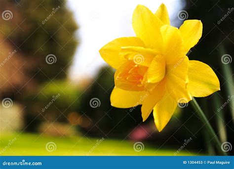 Daffodil in garden stock image. Image of march, flowering - 1304453