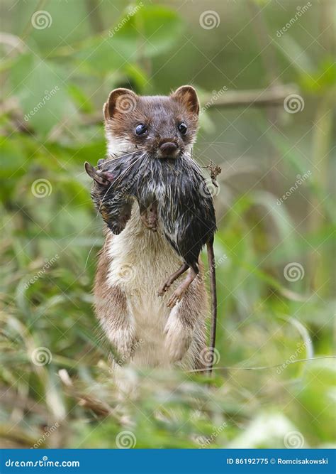 Stoat Mustela Erminea during Hunting for Rodents Stock Image - Image of ...