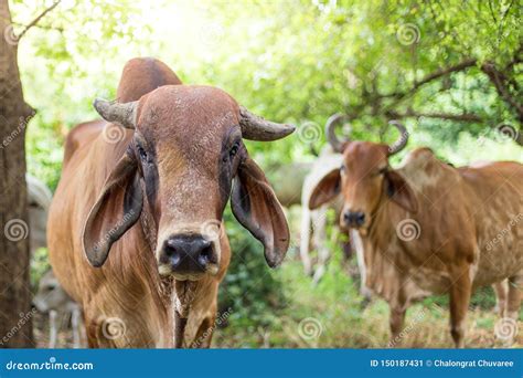 American Brahman Cattle in Abundant Natural Farms Stock Image - Image of countryside, country ...